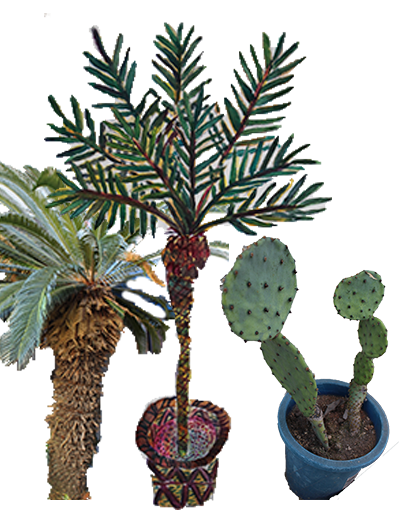 サボテンと観葉植物と棕櫚の木
